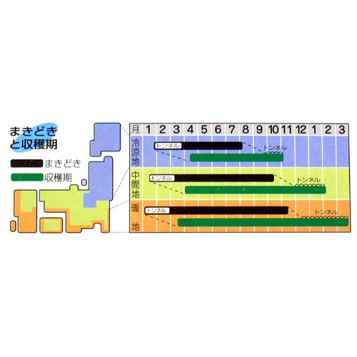 サラダ料理に最適!　岡山サラダ菜(一般種)　数量:2ml