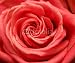 Wallmonkeys Peel and Stick Wall Decals - Rose - Removable Graphic