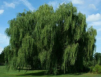 1 Babylonian Weeping Willow