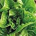 Winter Density Lettuce - Pack