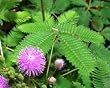 Sensitive Plant Heirloom Seeds