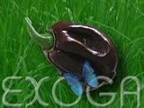 Habanero Chocolate Capsicum chinense Chilisamen