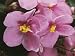 Close-Up of an African Violet Flower (Saintpaulia Ionantha) Photographic Poster Print by C. Dani, 12x16