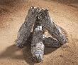 White Sage (Ceremonial) 6" Bundle.