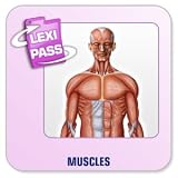 Revue Conitiv - Synchron  / Lexminder Anglais - Logiciel pour mémoriser du vocabulaire - Muscles