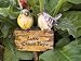 Kitchen & Housewares : BIRDS garden plant STAKE sign plaque LOVE GROWS HERE