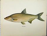 C1977 Zahrte Vimba Fish Antique Colour Print Fins Scale