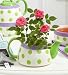 Summer to a Tea