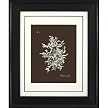 Coral on Branch A Wall Art - 16x20"