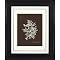 Coral on Branch A Wall Art - 16x20"