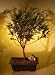 Bonsai Boy's Sawara Cypress chamaecyparis pisifera 'boulevard'