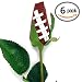 Football Rose (Pack of 6)