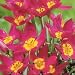 Mini Violet Tulip 10 Seeds