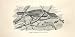 Hermit Thrush 1862 Wood'S Natural History Birds
