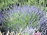 from Haddons Lavender Vera - Lavendula - 200 seeds