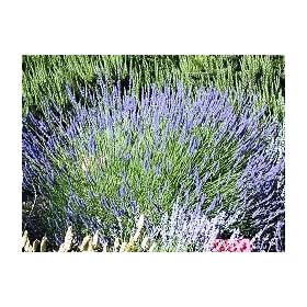 Lavender Vera - Lavendula - 200 seeds