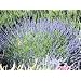 Lavender Vera - Lavendula - 200 seeds