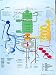 Human Metabolic Pathways Chart