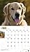 For the Love of Golden Retrievers 18-Month 2015 Calendar