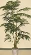 8 1/2' Tropical Areca Palm