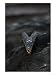 Blue Bottle Fly on Carcass of Dead Carrion Crow, London, UK Art Styles Photographic P...