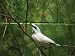 Close View of a Captive Bali Mynah Bird Photographic Poster Print, 24x18