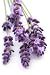 Lavender - 48
