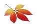 Virginia Creeper 03 - 48