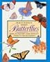 Butterflies: How to Identify and Attract Them to Your Garden