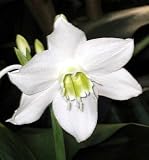 Christine Amazon Lily - Eucharis - House or Patio Plant