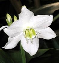 Christine Amazon Lily