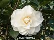 Swan Lake Camellia Japonica, Five Gallon Container by Monrovia Growers