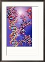 Dna Double Helix and Protein Art Styles Framed Photographic Poster Print by Jacob Halaska, 21x29