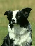 Border Collie, Nine Month-Old Dog Portrait Photographic Poster Print by Mark Hamblin, 36x48