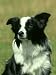 Border Collie, Nine Month-Old Dog Portrait Photographic Poster Print by Mark Hamblin, 12x16