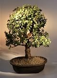 Baby Jade Bonsai Tree.(Portulacaria Afra)