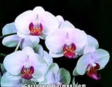 Phalaenopsis Newberry Bouquet 'Blushing Bride'