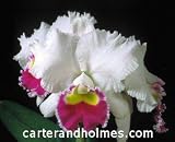 C. Kittiwake 'Brillance' X Lc. Melody Fair 'Mishima' (photo)(Bare root plant)