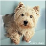 Ralph - Westie Magnet by Rachael Hale