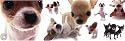 Art Poster Print - Dogs - Chihuahua - Artist: Yoneo Morita - Poster Size: 36 X 12 inches