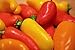 Village Farms, Rainbow Bell Peppers, 3 Count, 8 Pack