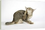 20 Inch Box Canvas (51cm) Cat - Pixie-Bob scratching by Ardea
