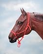 Tough-1 Poly Rope Tied Halter Tough-1 Poly Rope Tied Halter
