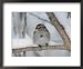 American Tree Sparrow, Bois Papineau Nature Park, Quebec, Canada Framed Art Poster Print by Robert Servranckx, 22x18