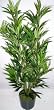 3' Bamboo Floor Plant