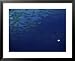 Great Barrier Reef, North Queensland, Australia Framed Art Poster Print, 31x25