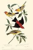 Western Tanager by John James Audubon. Art Print Poster 11 inches width by 17 inches height. Highest Quality Art Poster Print