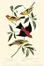 Kitchen & Housewares : Western Tanager by John James Audubon. Art Print Poster 11 inches width by 17 inches height. Highest Quality Art Poster Print