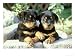 Rottweiler, Puppy Pair Relaxing Animals Photographic Poster Print by Alan And Sandy Carey, 56x42
