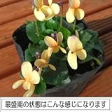 ニオイスミレ  一重咲き イエロー（オレンジ）１株